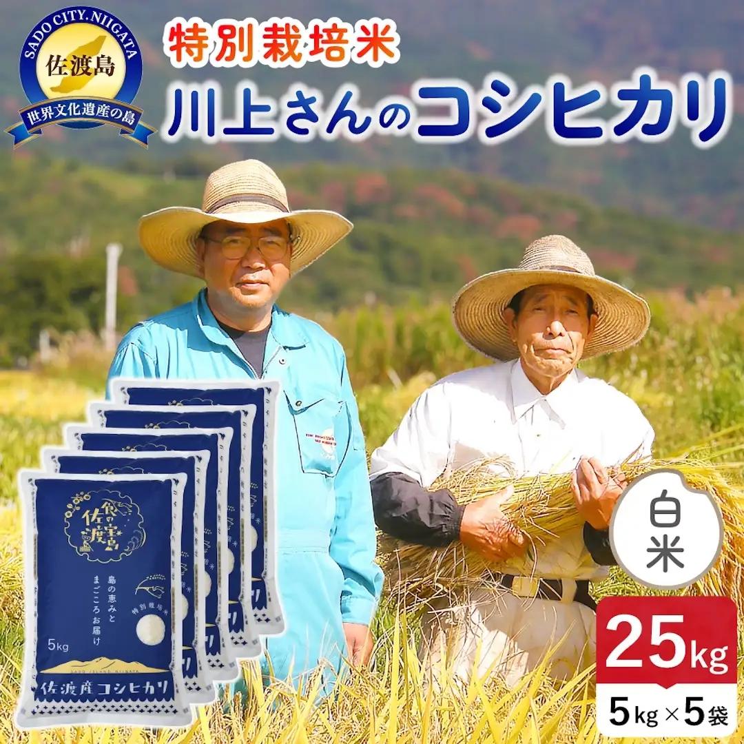 令和8年産 佐渡島産川上さんのコシヒカリ 白米25kg 特別栽培米