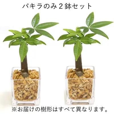 【観葉植物】土を使わないで清潔なミニ観葉植物 ゼオライト植え・ガラス鉢 キューブ形 2鉢セット（パキラ）【観葉植物 インテリア 部屋 おしゃれ 福岡県 筑前町 送料無料 AG050VC02】