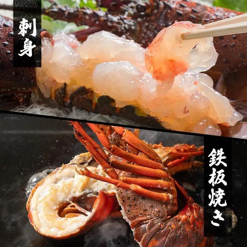海鮮セット 活伊勢海老 サザエ Aセット 2〜15匹 海鮮セット