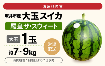 先行予約 坂井市産 大玉スイカ 「羅皇ザスウィート」 1玉入り 7～9kg (大玉) 2026年7月中旬以降順次発送予定 すいか フルーツ [A-16209]
