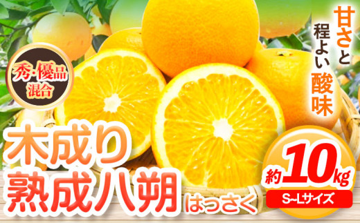 【先行予約】【産直】和歌山由良町産の木成り熟成 八朔 約 10kg（S～Lサイズ）厳選館 《2026年3月中旬-5月中旬頃出荷》和歌山県 日高町 柑橘 八朔 熟成