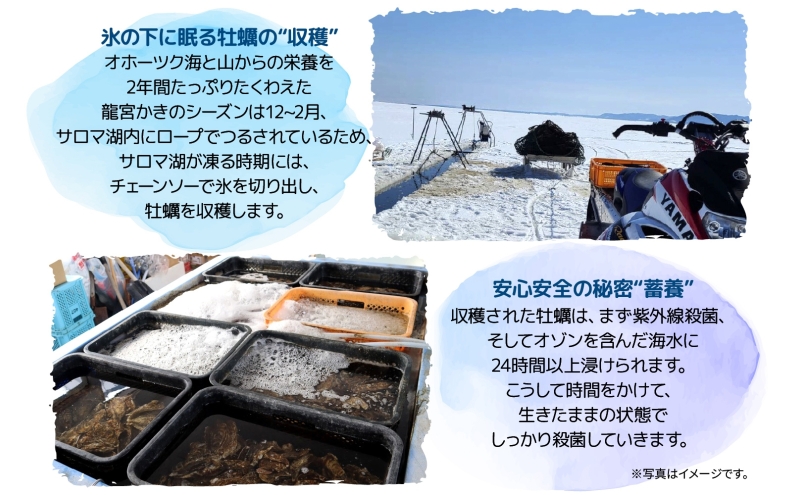 北海道 サロマ湖産 龍宮牡蠣 4kg（ 2年物 殻付き カキ ）カキナイフ付 牡蠣 海鮮 魚介 国産 貝付き 生牡蠣 生食 焼き牡蠣 蒸し牡蠣 冷蔵 産地直送 オホーツク