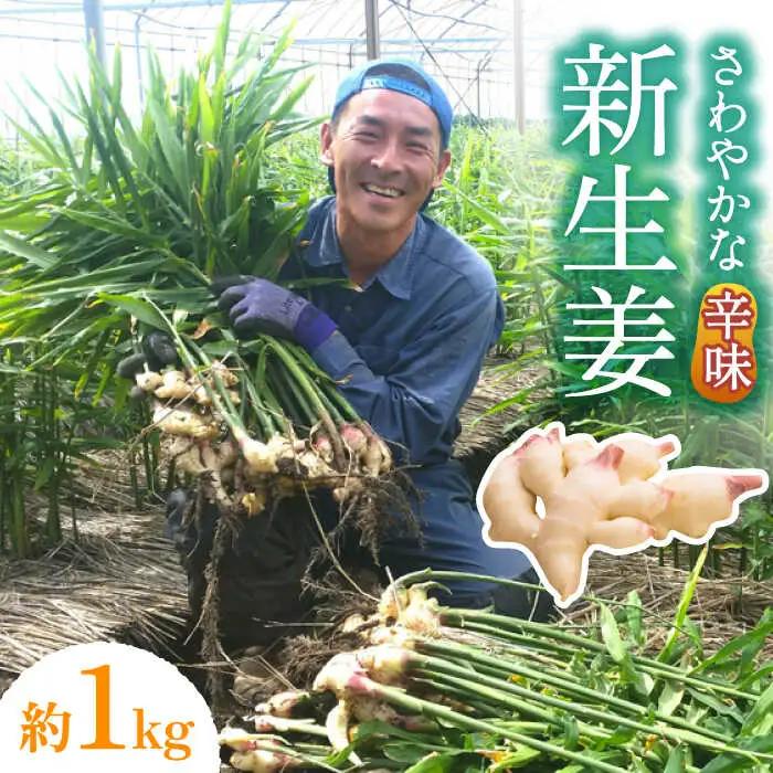【2027年8月-発送】 新生姜 約1kg / ショウガ しょうが 生姜 / 南島原市 / ふくはちファーム/福島農園 [SBS015]