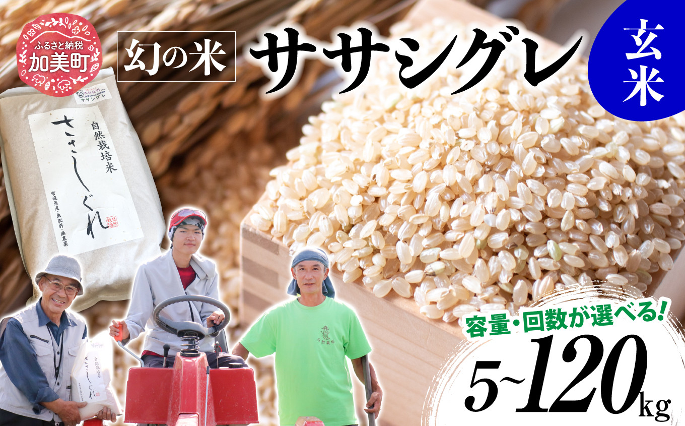 
            《 希少品種米 》 新米 米 令和6年 宮城県産 ササシグレ (栽培期間中農薬・肥料不使用) 玄米 5kg 10kg 単品 3ヶ月 6ヶ月 12ヶ月 定期便 も 選べる ＜11月上旬以降の発送＞ [ 宮城県 加美町 ]  米 お米 こめ コメ 精米 白米 玄米 ささしぐれ
          