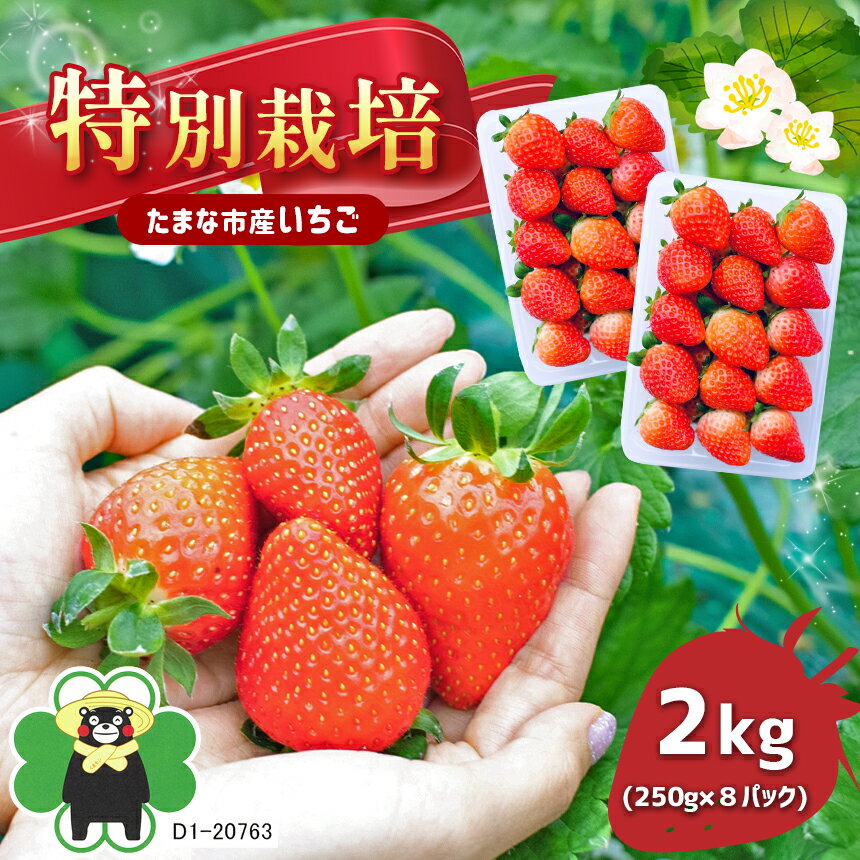 【ふるさと納税】果物 いちご 苺 イチゴ 恋みのり ゆうべに フルーツ 2,000g 特別栽培 2kg（250g×4パック）×2箱 熊本県 生産者直送 送料無料 | 玉名 熊本 あまおうと同じ糖度