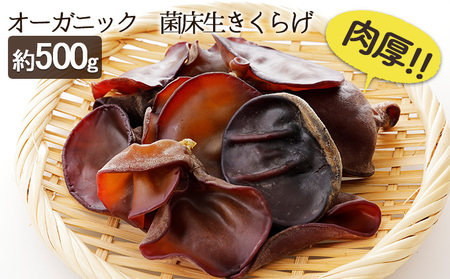 生きくらげきのこ菌床オーガニック有機JAS生きくらげ【約500g】