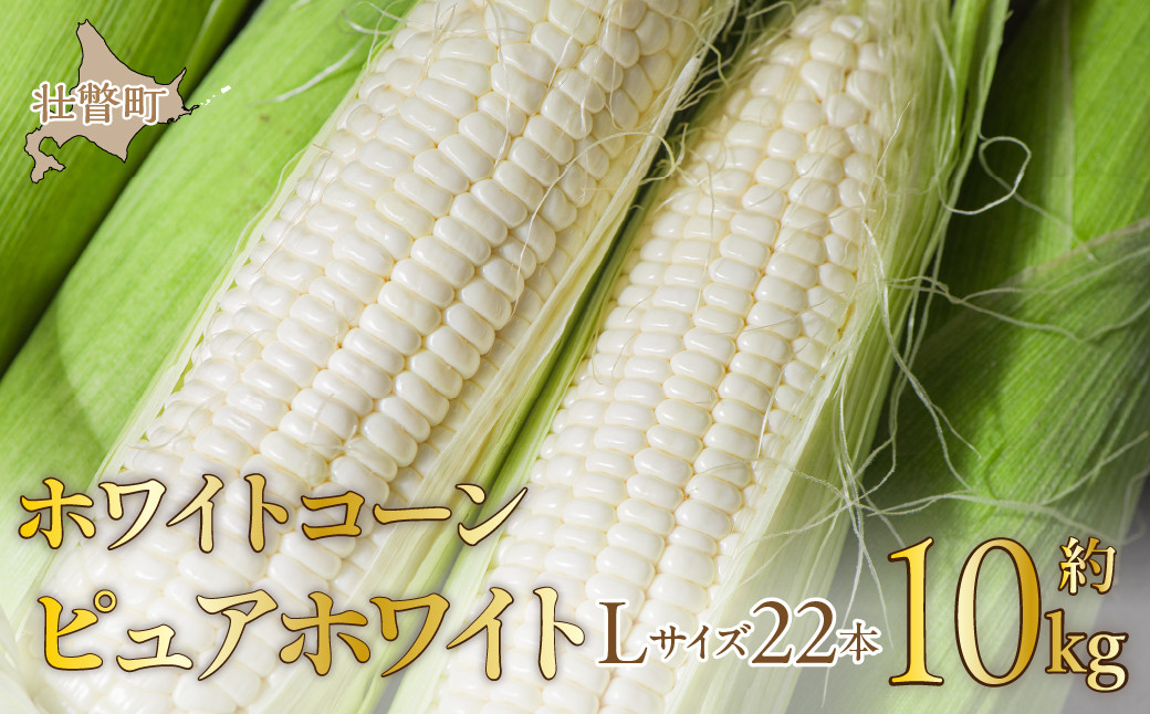 
＜2024年8月下旬よりお届け＞【朝採り】北海道壮瞥町　ホワイトコーン「ピュアホワイト」Lサイズ以上22本（約10kg）【 ふるさと納税 人気 おすすめ ランキング ホワイトコーン ピュアホワイト 白い 白 トウモロコシ とうもろこし 野菜 甘い 北海道 壮瞥町 送料無料 】 SBTQ002
