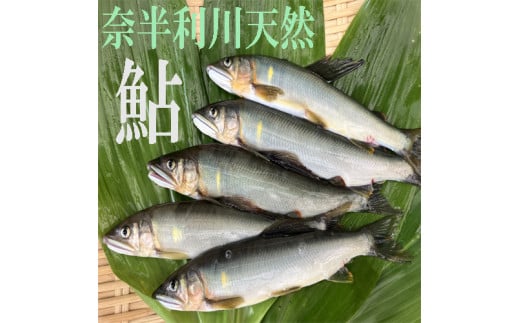 107002　奈半利川の友釣り天然アユ（冷凍）９尾