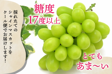 【先行予約】減農薬にこだわった新鮮で安心な川合農園大人気のシャインマスカット2房 約1.0kg【2026年9月上旬以降順次発送予定】【マスカット ブドウ ぶどう 葡萄 果物 くだもの フルーツ 果実 
