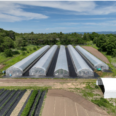 【先行予約受付】【北海道安平町産】谷川農園の桃太郎トマトジュース《食塩無添加》180ml×6本【配送不可地域：離島】【1339511】