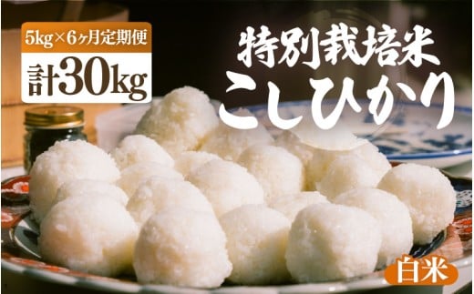 【ふるさと納税】【先行予約】【令和7年産・新米】定期便 ≪6ヶ月連続お届け≫ 特別栽培米 こしひかり 5kg × 6回（合計30kg）【白米】【10月中旬前後より順次発送予定】【こめ コシヒカリ 人気品種 ブランド米 5キロ 白米 精米 玄米 おにぎり うまい 福井県ブランド米  福井県産 農薬 50％減】 [e26-h001_01]