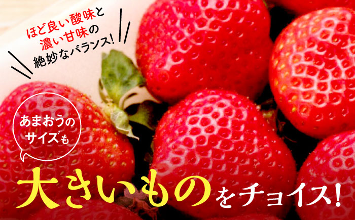 【全3回定期便】農家直送 朝どり新鮮いちご【博多あまおう】約270×2パック＜株式会社H&Futures＞那珂川市 [GDS008]