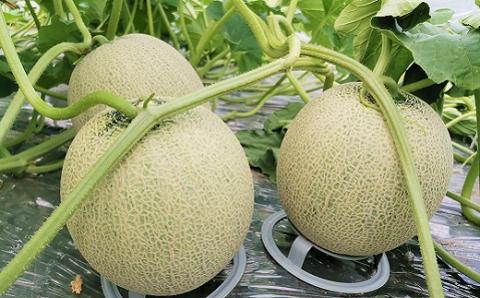 とろける舌触り！北海道栗山町東山農場産キングメロン 1玉