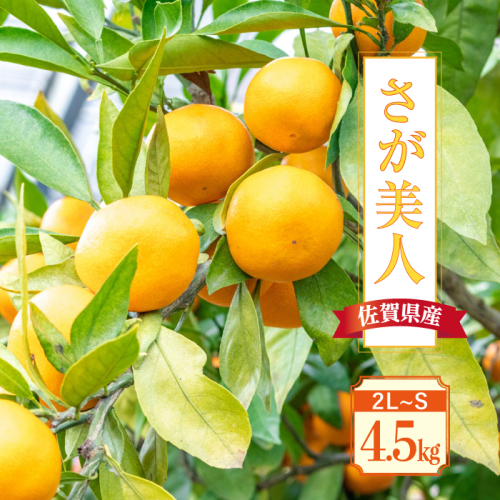 【10月上旬頃〜1月上旬発送】甘くてキレイな色合い！佐賀県産「さが美人」4.5kg 吉野ヶ里町/リエンサーク [FCC011]