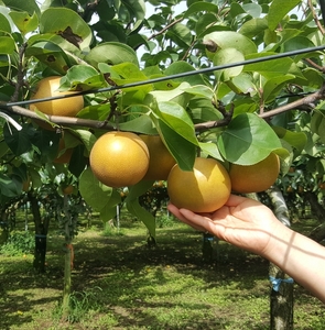 【先行受付】南水 12～14玉 約5㎏｜ふるさと納税 松本市 南水 果物 フルーツ 梨 なし ジューシー 果肉 美味しい 人気