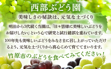 西部ぶどう園 紫苑2房 約1.2kg 葡萄 フルーツ 果物【 皮ごと パリッ 美味しい 白ぶどう 高糖度 詰合せ ジューシー 甘い 贈答用 】※2024年9月下旬～10月下旬頃に順次発送予定 ※沖縄・