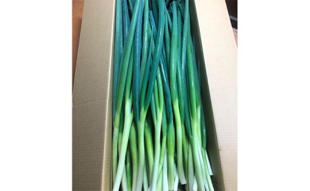 生産農家直送 京野菜・九条ねぎ5kg〈葱 野菜 京都 農家直送