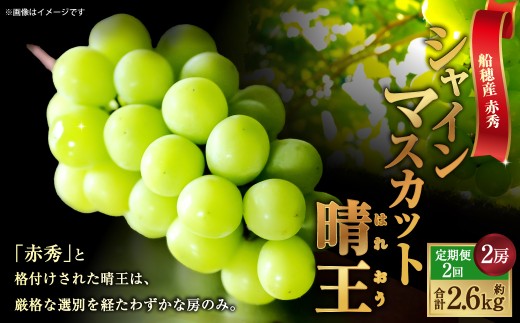 [HS]【2回定期便】船穂産 赤秀 シャインマスカット 晴王 2房〈合計約1.3kg〉【2026年9月上旬～10月下旬発送予定】マスカット 葡萄 ぶどう ブドウ フルーツ 果物 くだもの デザート 冷蔵 岡山県 倉敷市