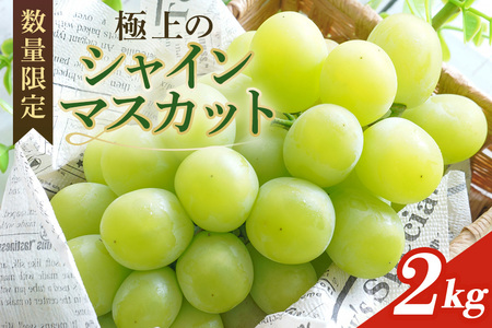 ＜2026年 先行予約＞ シャインマスカット 数量限定 2kg 農園直送 期間限定 果物 フルーツ ブドウ 葡萄 ぶどう 9月1日以降発送 冷蔵 小美玉市 70-J