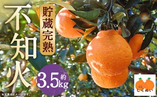 
										
										【数量限定】貯蔵 完熟不知火 約3.5kg【2025年3月上旬~4月上旬迄発送予定】 不知火 フルーツ 果物 蜜柑 柑橘 国産 長崎県産 九州産 デコポンと同一品種
									