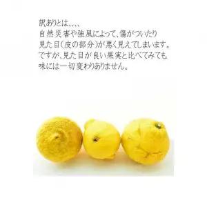 はるかみかん 6kg 訳あり みかん 和歌山県海南市より農園直送 2027年3月から4月中旬頃順次発送［Mg29］