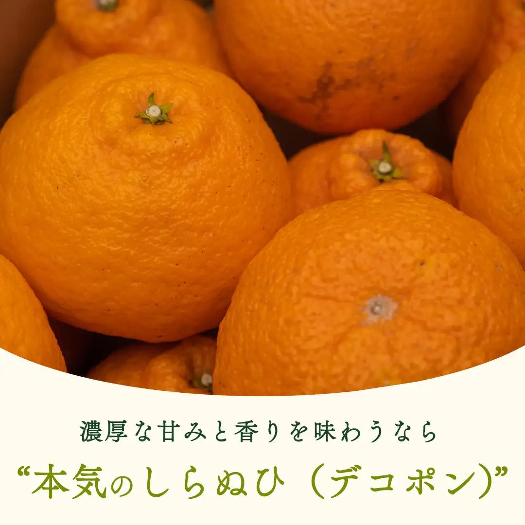 【 先行予約 】 瀬戸内 オーガニック 不知火 9kg+お試しオーガニックレモン1個 【2027年2月～3月発送】 有機JAS認証 有機栽培