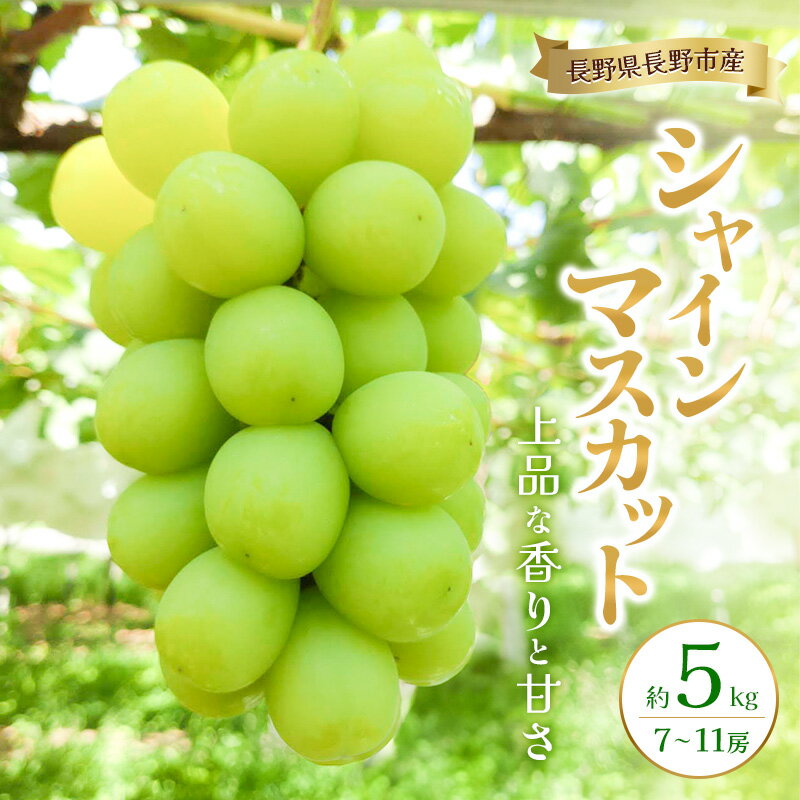 【ふるさと納税】2026年産 長野県長野市産シャインマスカット 約5kg 7房～11房 シャイン マスカット 葡萄 ぶどう 果物 フルーツ 信州　お届け：2026年9月下旬～10月下旬