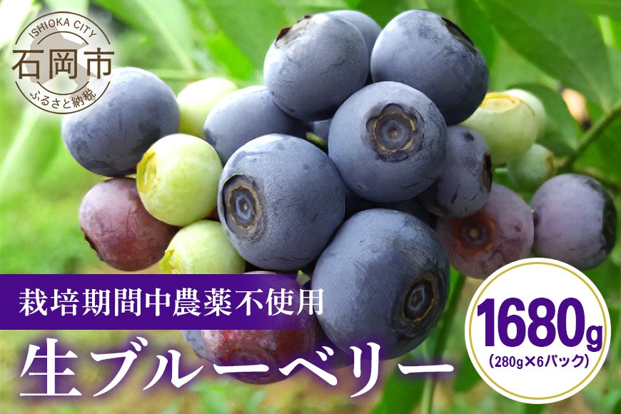 
                  ブルーベリー 1680g ( 280g 6パック ) 生 手摘み 新鮮 完熟 冷蔵 農薬 栽培期間中 不使用 果物 フルーツ 国産 産地直送 農家直送 産直 夏 7月 8月 発送 くだもの アントシアニン 茨城 茨城県 石岡市 (F09-001)
                