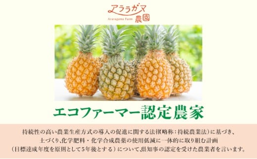 高級感No.1！開発に30年・栽培に3年。パイナップルの最高峰ゴールドバレル1.5kg(1玉)