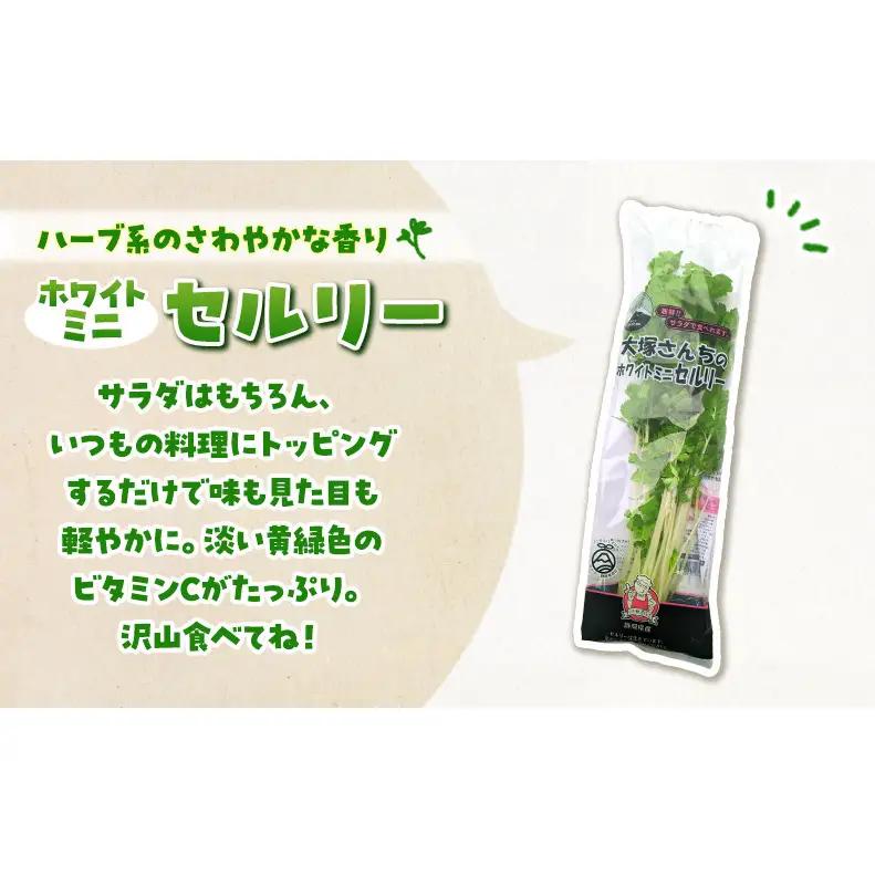 定期便 3回 ホワイトミニセルリー 15袋  計45袋 野菜 詰め合わせ 毎月届く 3ヶ月 セロリ ミニセロリ 新鮮 産地直送 サラダ 野菜セット 詰合せ