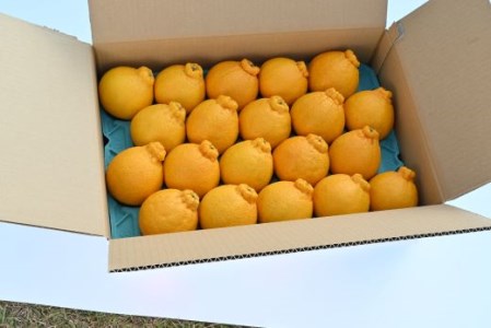 【2026年 発送】かいもん不知火5kg(迫田果樹園/016-1207) しらぬい 柑橘類 不知火 みかん フルーツ 柑橘 旬 春 果物 指宿 いぶすき 鹿児島