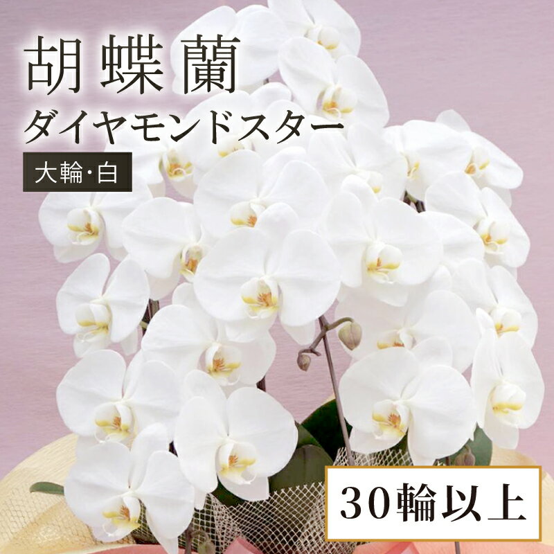 【ふるさと納税】 胡蝶蘭 大輪 白 ダイヤモンドスター 30輪 以上 蕾 含む 藤沢洋蘭 鉢植え 鉢花 ラン 観葉植物 花 hana 蘭 洋ラン 洋蘭 生花 お花 お祝い お供え コチョウラン こちょうらん 冠婚葬祭 ギフト プレゼント 贈答品 記念日 母の日 贈り物 母の日 神奈川 湘南 藤沢