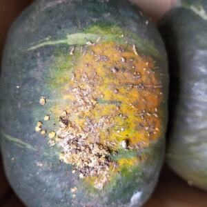 かぼちゃセット　合計約8kg(青森県十和田市産) 　メルヘン、雪化粧【配送不可地域：離島】【jhgfd】