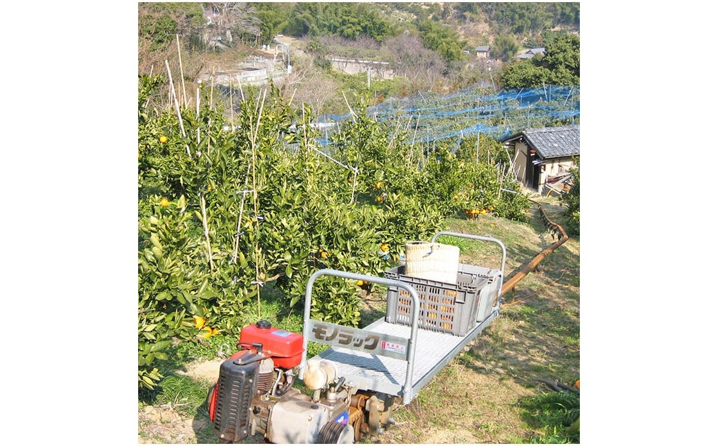 【希望の島】 はるみ 特選品 中玉 2kg