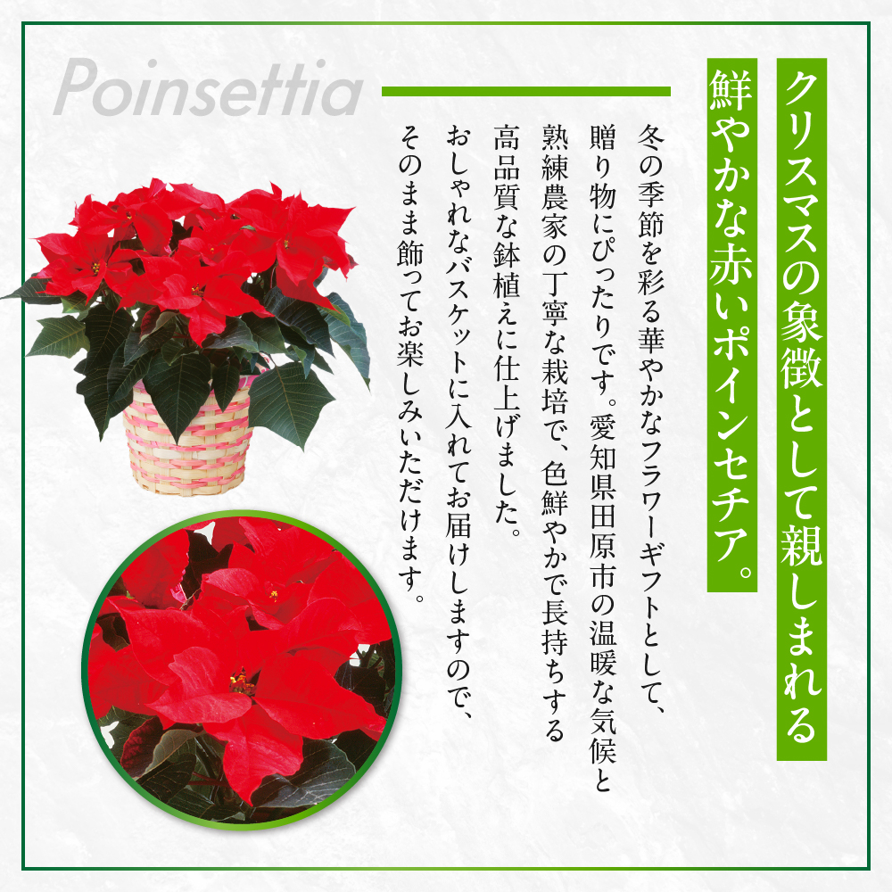 ポインセチア レッド 観葉植物 植物 5号鉢 人気 おしゃれ かわいい お手入れ 室内 大鉢 中型 インテリア リビング 玄関 寝室 キッチン オフィス プレゼント ギフト 冬 クリスマス フラワーギ