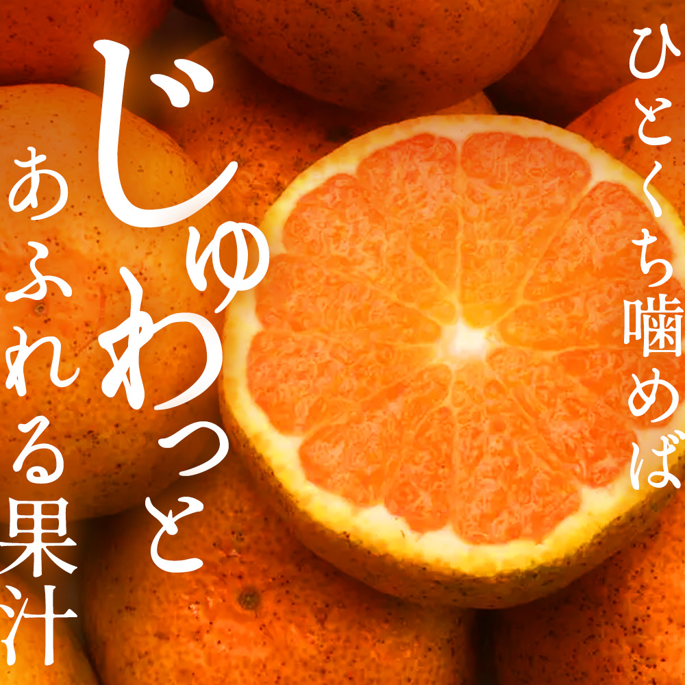 みかん 柑橘 【先行予約】 【2024年12月以降発送】糖度が高く濃厚！ 石地みかん ＜約3kg＞ 広島 三原 佐木島 鷺島みかんじま みかん 017041