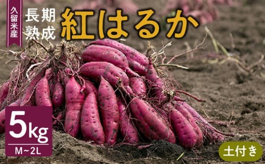 福岡県久留米市産　長期熟成紅はるか 5kg　M～2L　土付き_Gx036