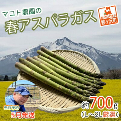 【ふるさと納税】アスパラガス 先行予約 春アスパラガス 選べる 約700g～1.3kg 約20本～45本 S～2L 厳選 訳あり 不揃い マコト農園 アスパラ グリーンアスパラ 野菜 春 旬 旬の野菜 朝どれ 産地直送 2026年 2026 先行 予約 青森　お届け：2026年5月10日～2026年6月10日