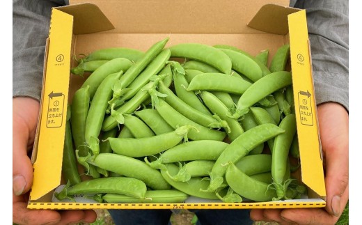【先行予約：2026年6月上旬頃より発送】甘くてシャキシャキ！ おやつ感覚で食べられる スナップエンドウ 1Kg えんどう豆 夏野菜 おつまみ お弁当 旬の野菜 産地直送 NicoFarm_Y124-