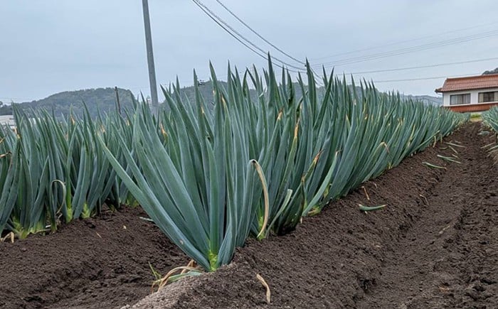 島根 農家 土づくり 手作り 野菜 葱 ネギ ねぎ 鍋 大容量 2025年産