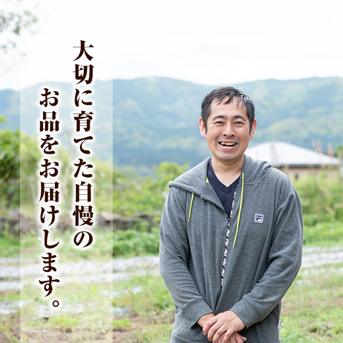 K-651-B しっとり紅はるかの冷凍焼き芋2kg(ハーフカット)【泉真一朗】霧島市 やきいも さつまいも サツマイモ 芋 さつま芋 熟成