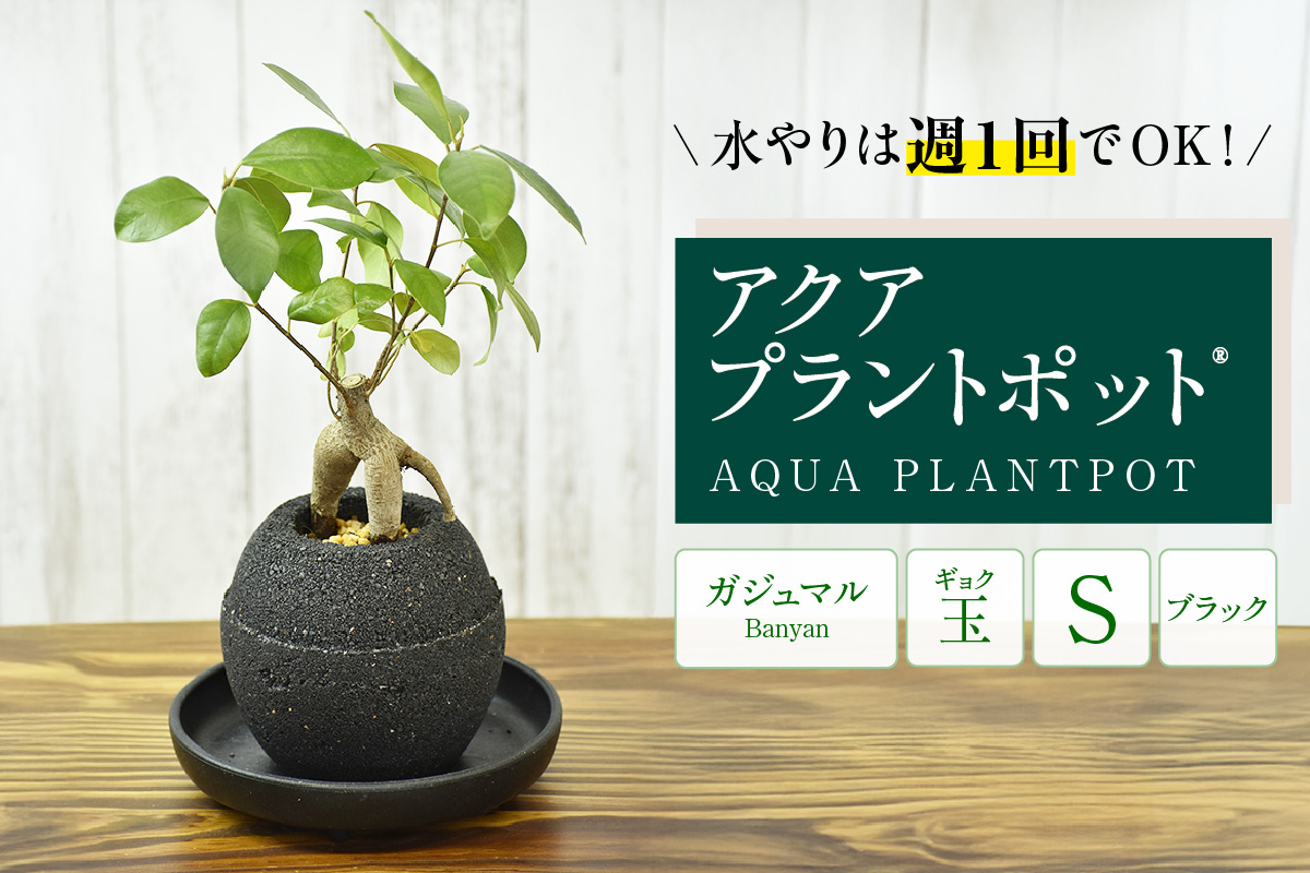 【母の日】アクアプラントポット®　玉Ｓ（ブラック） 植木鉢　ガジュマル（2081）