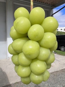 【2026年先行予約】シャインマスカット 1kg(2~3房)｜ シャインマスカット