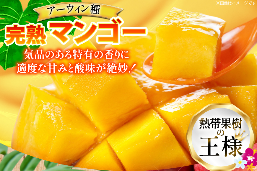 訳あり マンゴー  アーウィン種 約 2kg (4〜6玉) 【期間限定発送】 [伊江村マンゴー部会 沖縄県 伊江村 ie47bde320010] 訳ありマンゴー 訳アリ ワケあり 理由あり 沖縄 フル