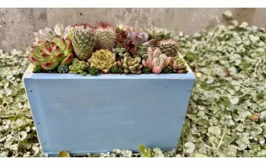 多肉植物の寄せ植えアレンジ ちびサボテン入り ／ aju succulent 植物 インテリア ガーデニング 15種 そのまま飾れる プレゼント ギフト 奈良県 葛城市【ajus011】
