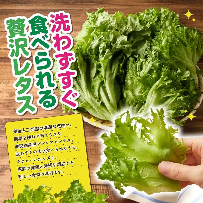 1627-2 【 全6回 定期便 】洗わずに食べられる プレミアム 水耕栽培 レタス セット（ 計5袋 ） KN064-T02 野菜