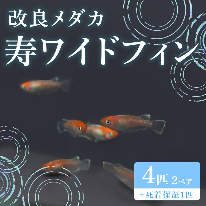 【ふるさと納税】753 改良メダカ 寿ワイドフィン (ことぶきワイドフィン) 2ペア 4匹 観賞用 ペット【トリハタめだか】