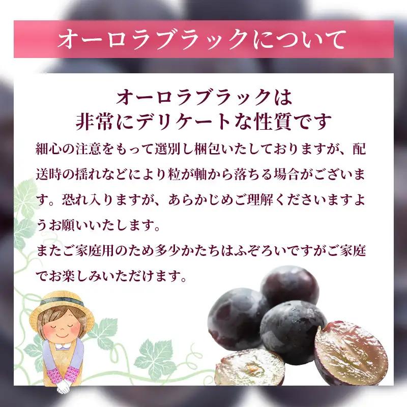 ぶどう 2026年 先行予約 ご家庭用 オーロラブラック 2～3房 合計約1.2kg 岡山県産 ぶどう