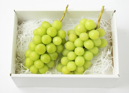【2025年配送分】甲府市産自然塾のシャインマスカット1.2kg(2房～3房)