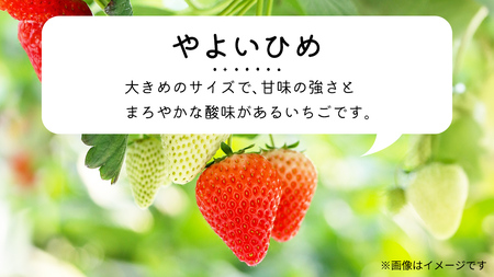 【 先行予約 】 やよいひめ ( 2パック ) 特大 デラックス サイズ 【 2025年1月から発送開始 】  ( 茨城県共通返礼品 : 常陸太田市 ) 約 300g × 2 パック やよいひめ ヤヨ